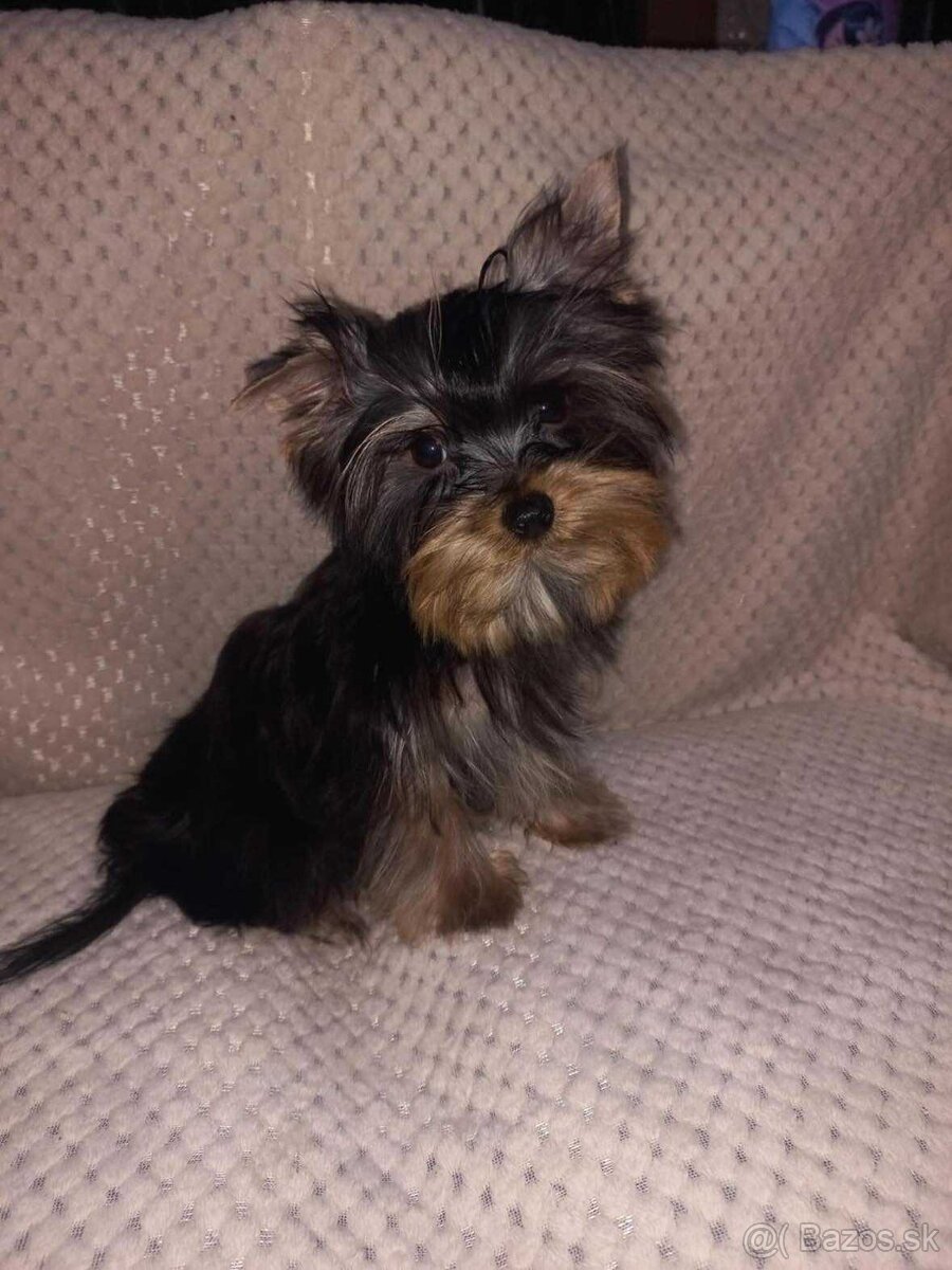 York, Yorkshire, Yorkshirsky terier, mini yorkshire samec - 3