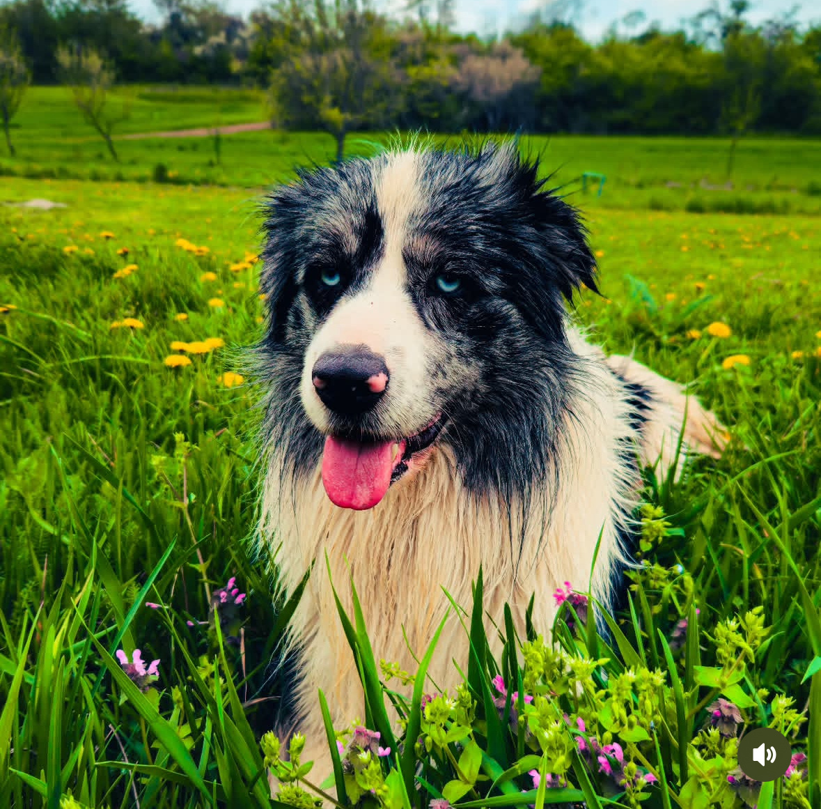 Border kolia na krytie - 3