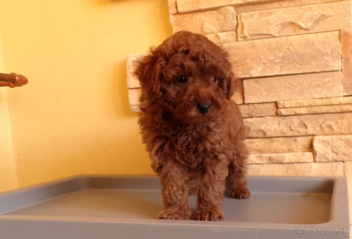 Pudel-psík - 3