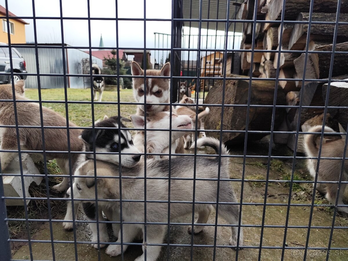 Sibírsky husky šteniatka - 3