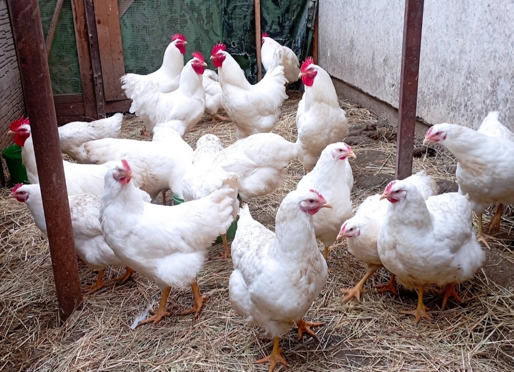 Kuriatka Hempšír a Plymutka biela - 3