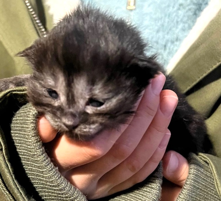 Maciatka hľadajú nový domov - 3