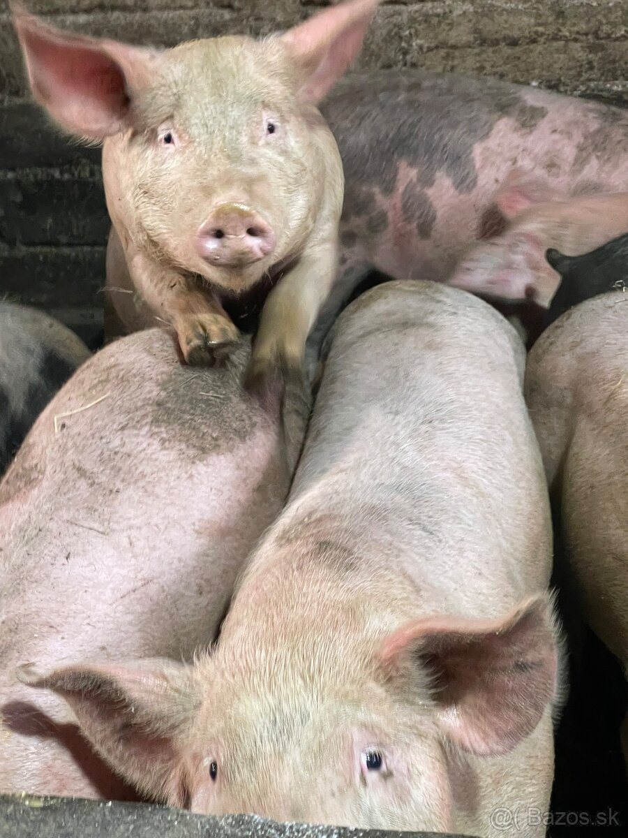 Jatočné ošípané - 3