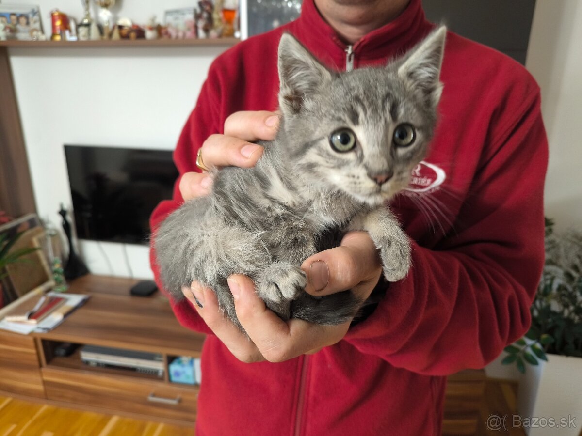 Mačiatka - 3