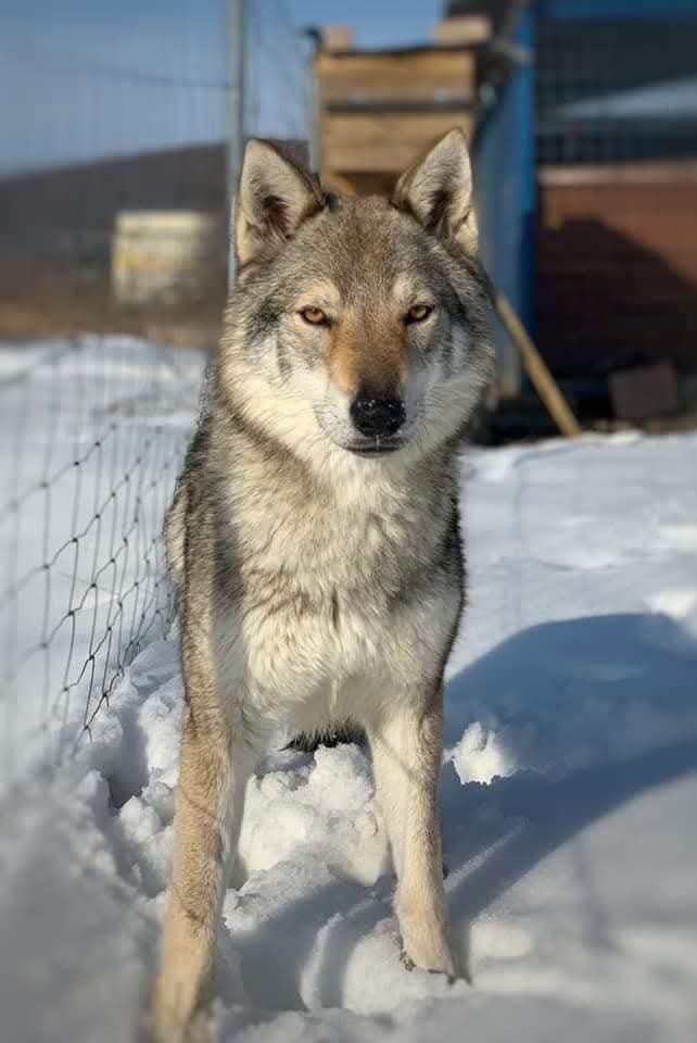 Československý vlčiak s PP - 3