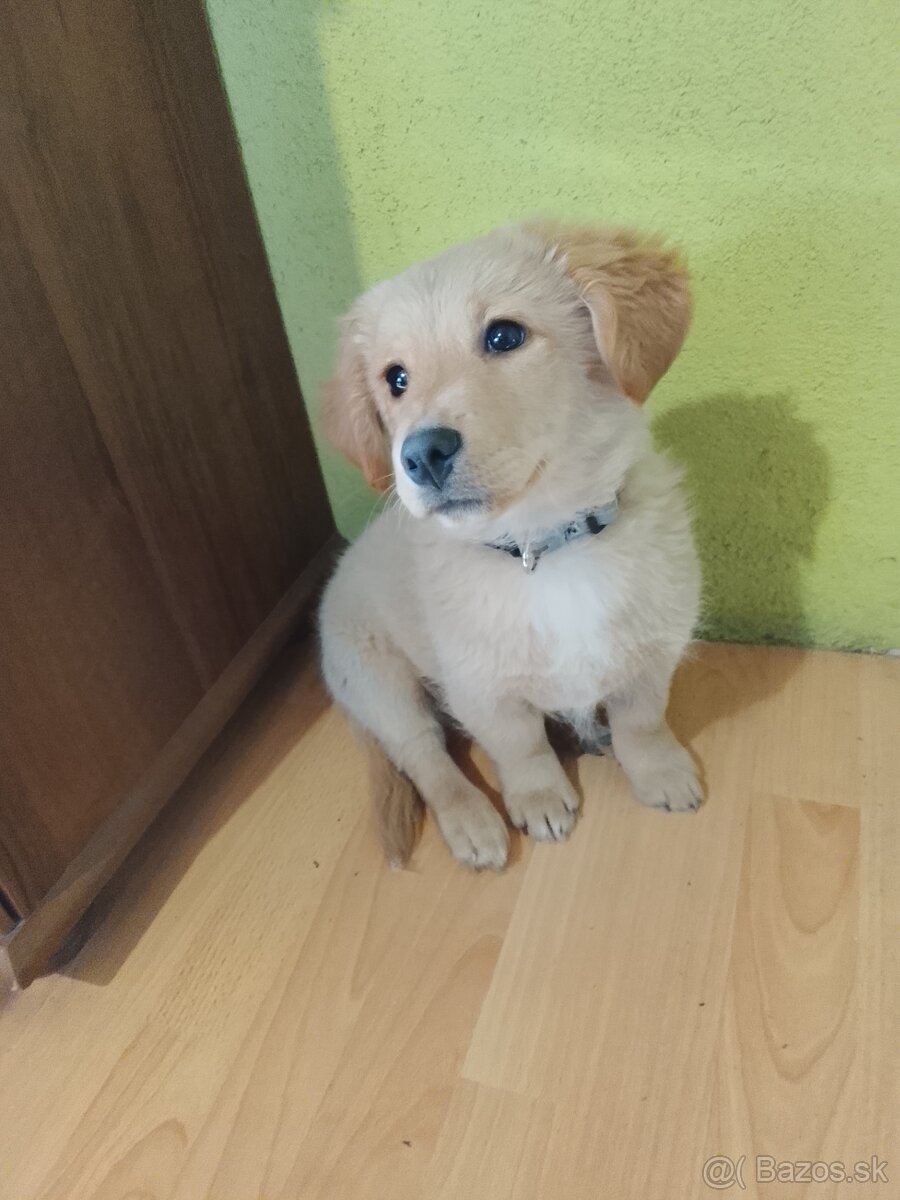 Zlatý retriever miešaný - 3
