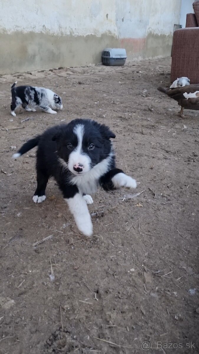 Psik border kolia - 3