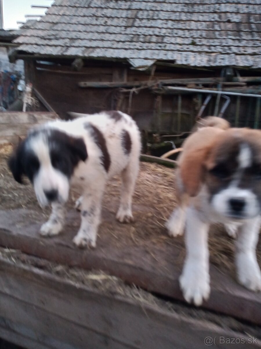 Bernardín šteniatka - 3