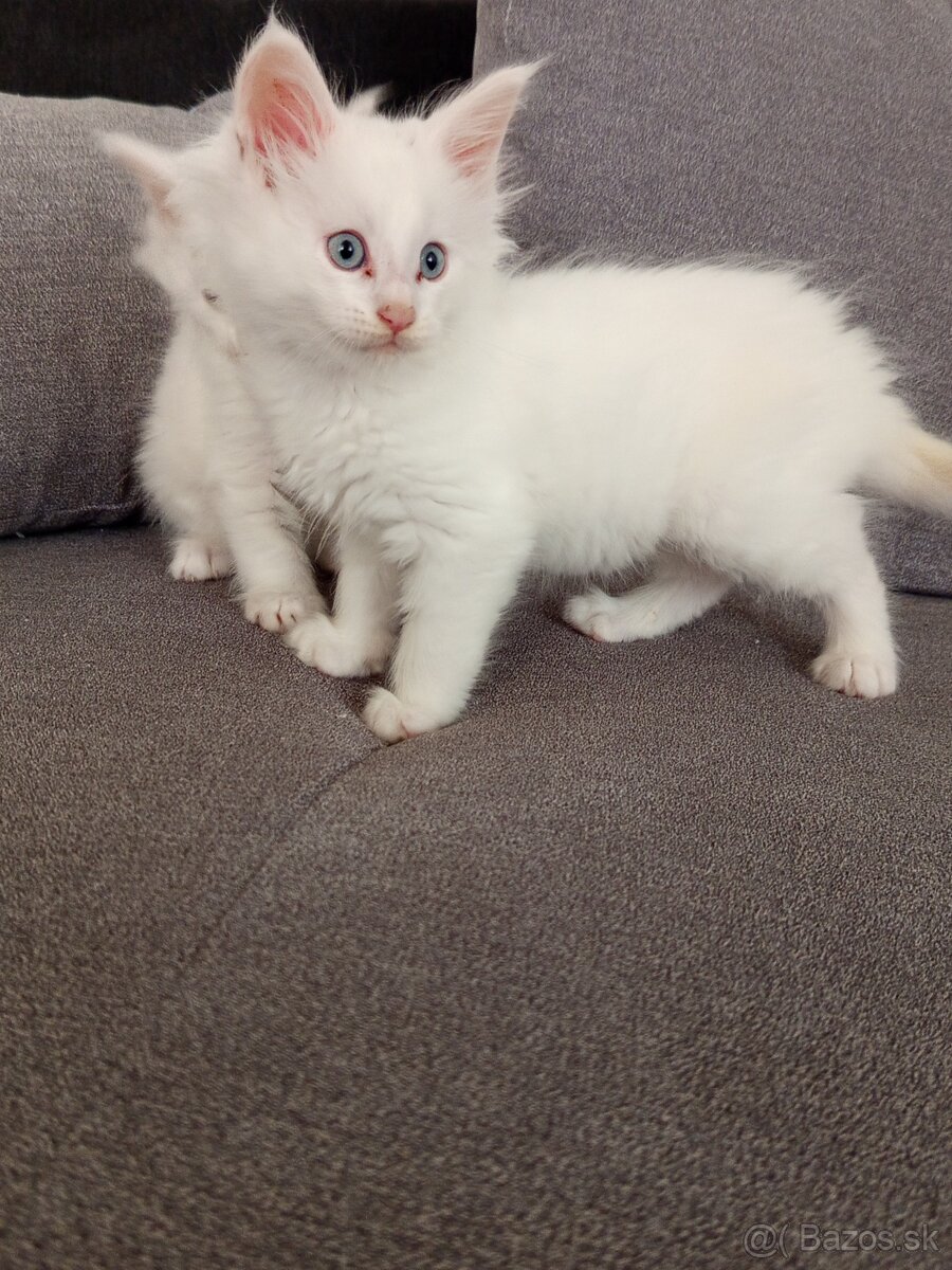 Maine Coon - 3