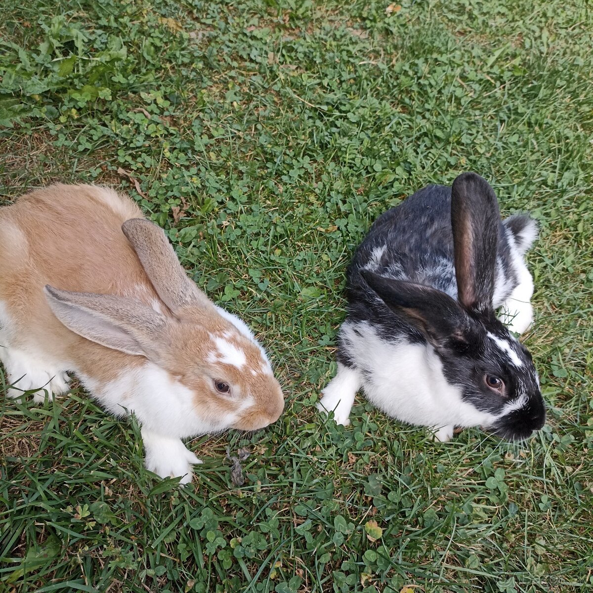 Ponúkame zajace - 3