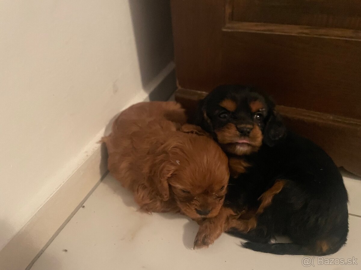 Kavalier Kingová charles - 3