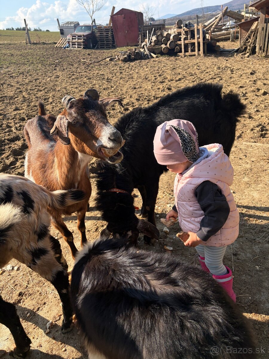 Priateľský cap - 3