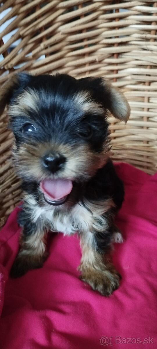 Yorkshirsky teriér - 3