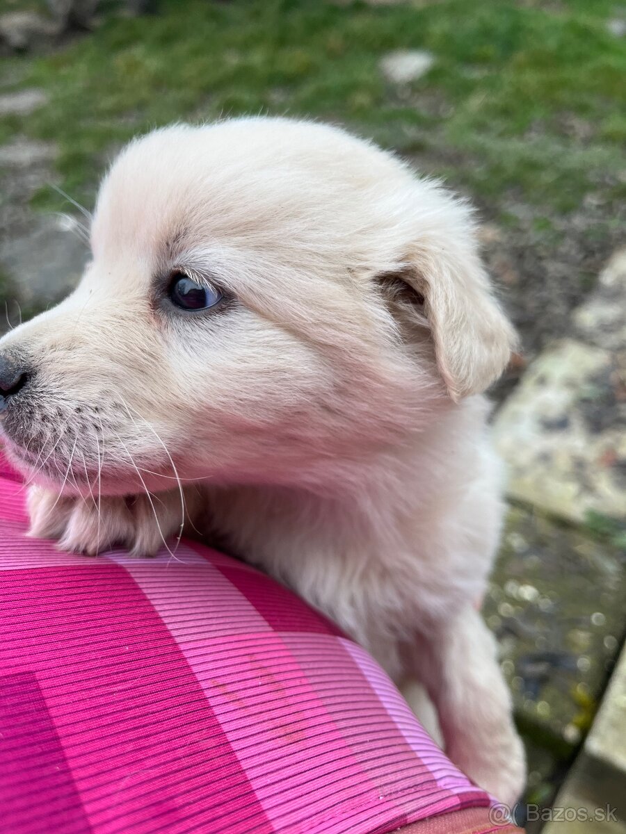 Darujem šteniatka - 3