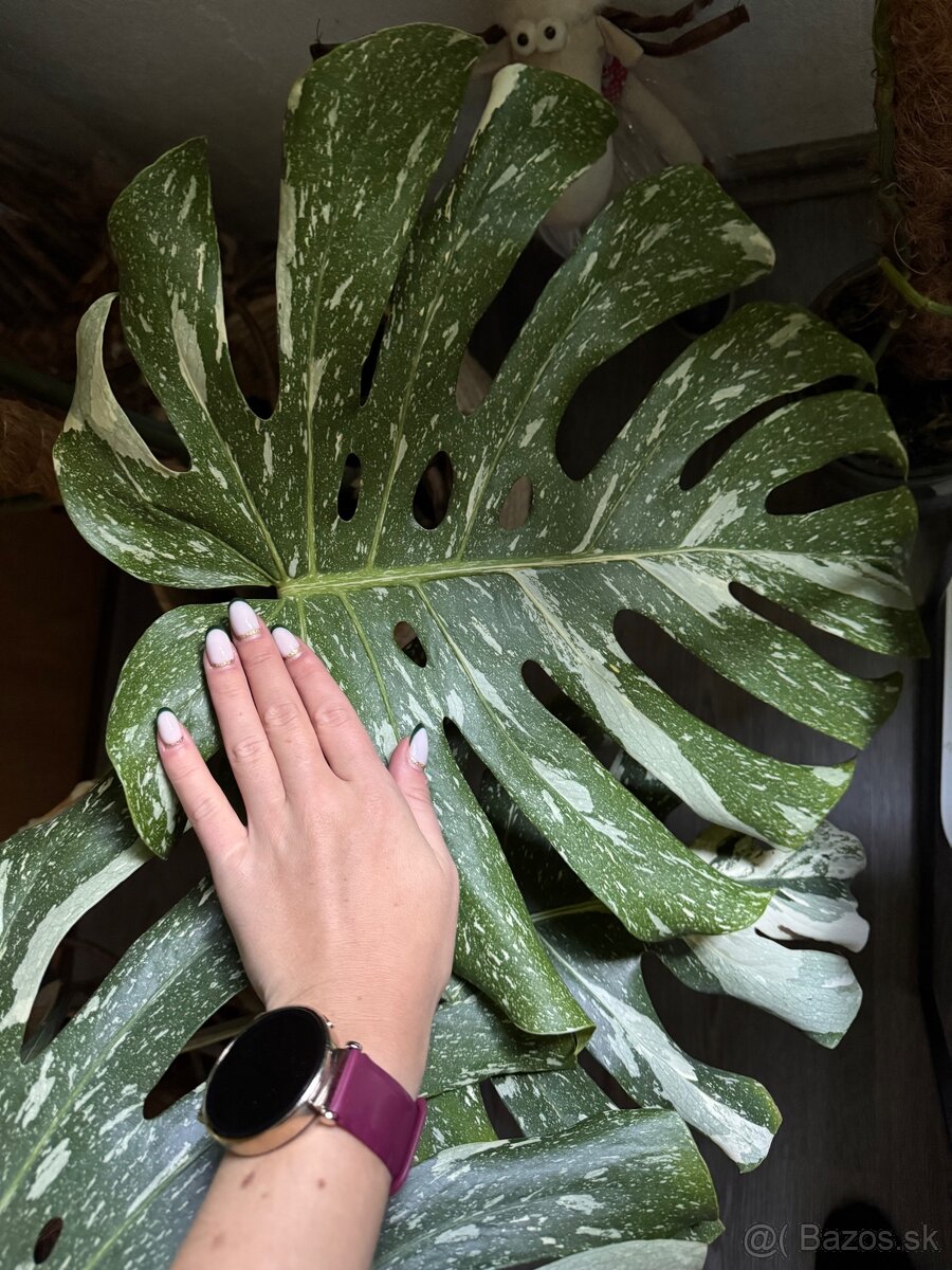 monstera thai velka - 3