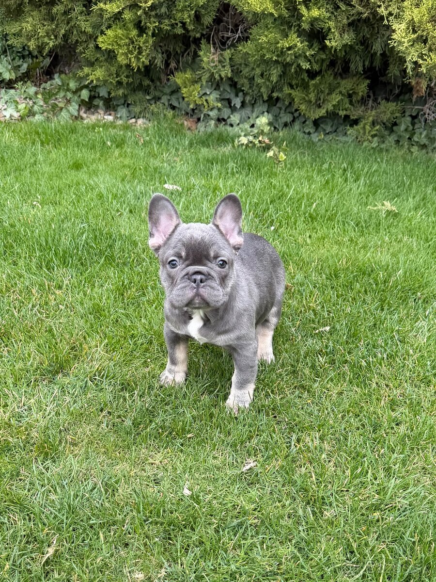 Francuzsky buldoček blue tan fenka - 3