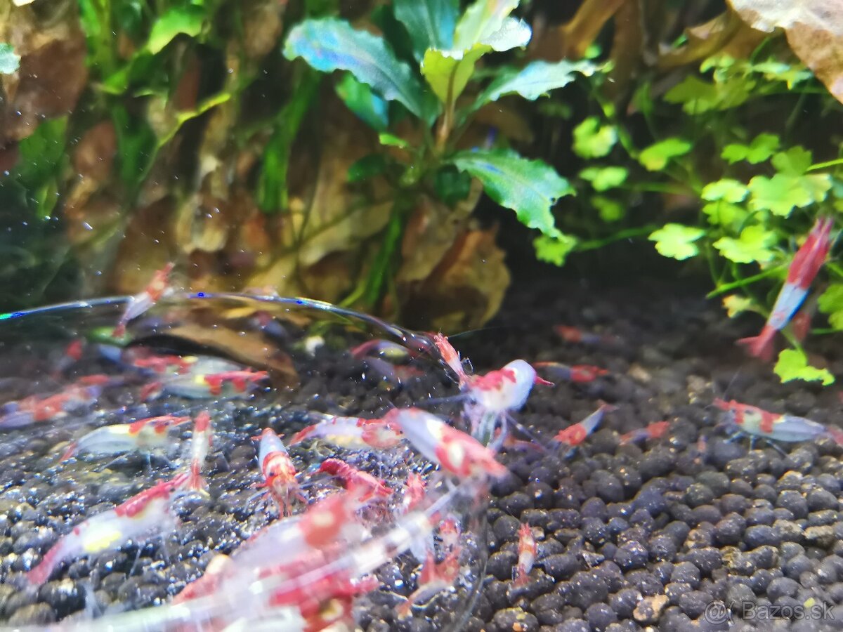 Krevetky žlté, modré, červené a rilli - 3