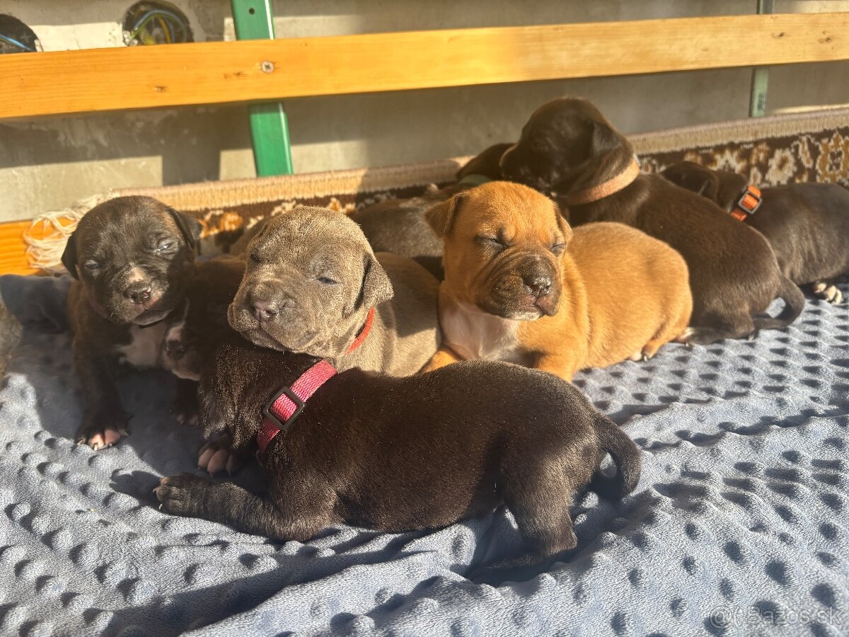 Americký stafordsirsky terier, Stafford, amstaf - 3