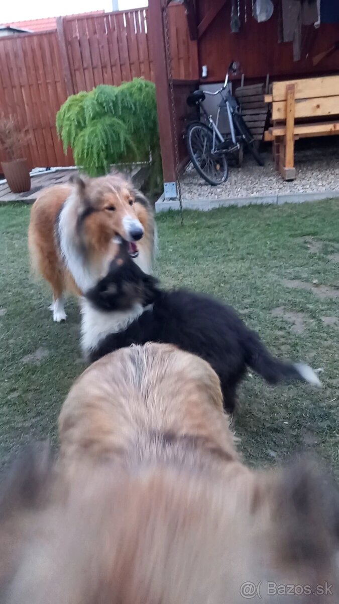 Kólia dlhosrstá - 3