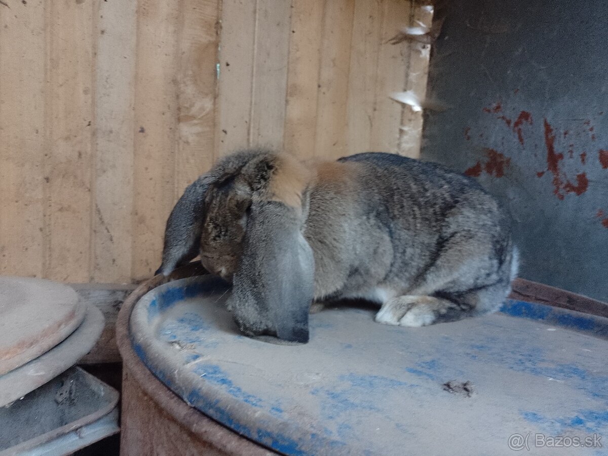 Samica francúzskeho barana. - 3