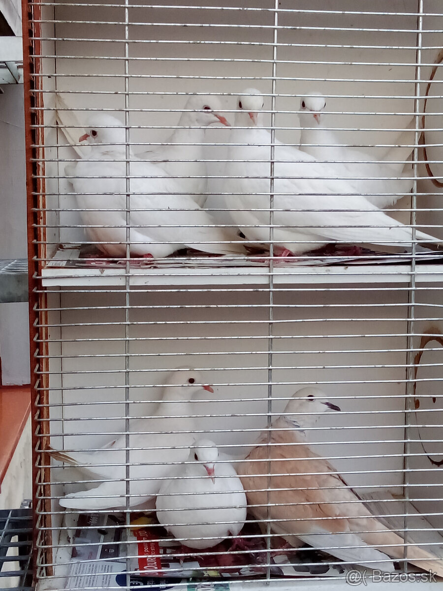 Hrdličky chichotavé- krúžkované - 3