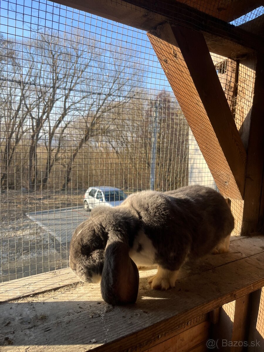 Francúzsky baran - 3