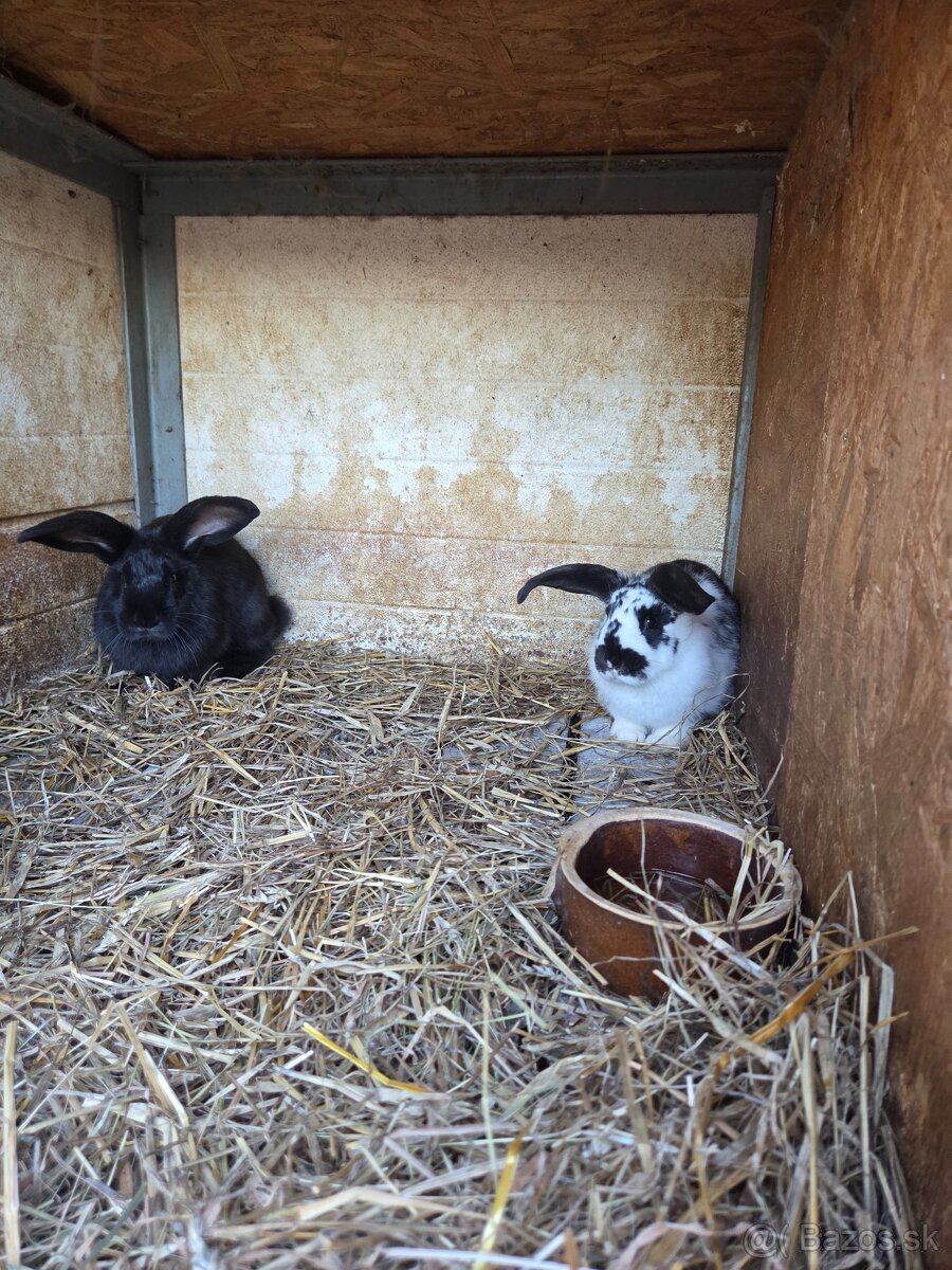 Predám králiky - 3