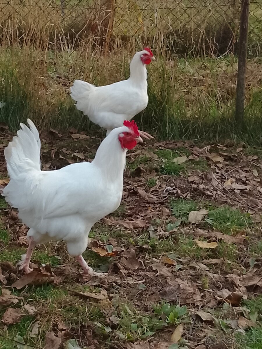 Kohút Marans biela - 3