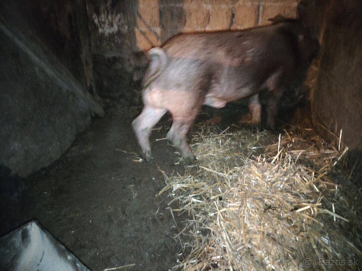 Predám kanca - 3