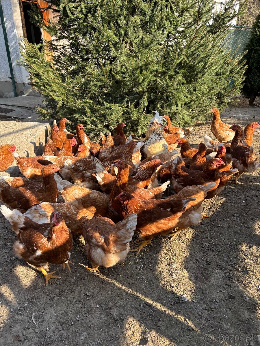 Vysokoznáškové nosnice / mládky - 3