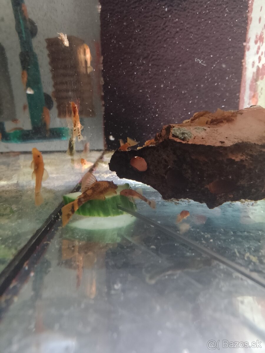 Ancistrus red x Brown LDA16. - 3