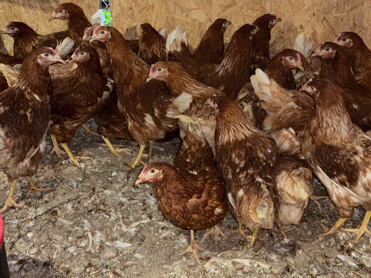 Sliepky Mládky Nosnice Lohman - 3