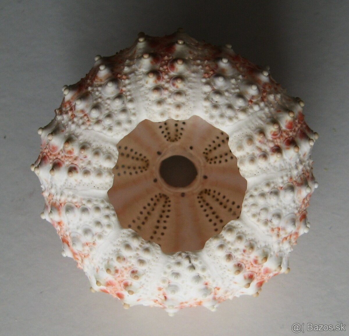 Vzácný mořský ježek - 3