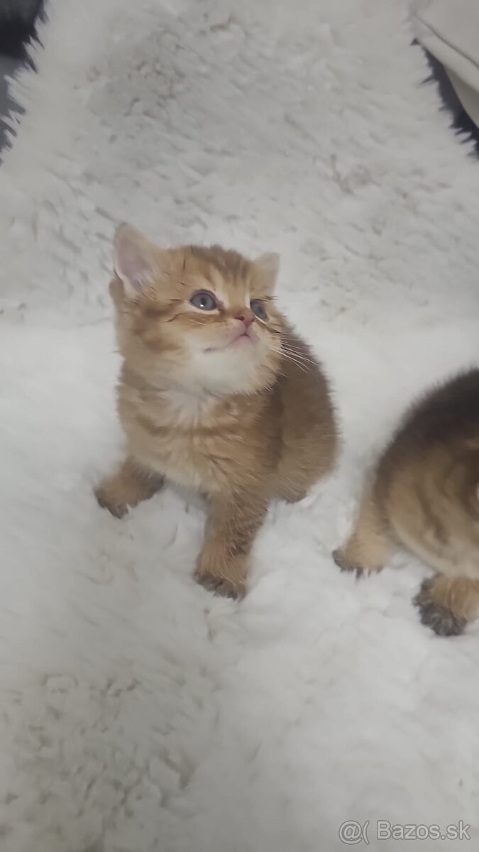 Britská cincila - 3