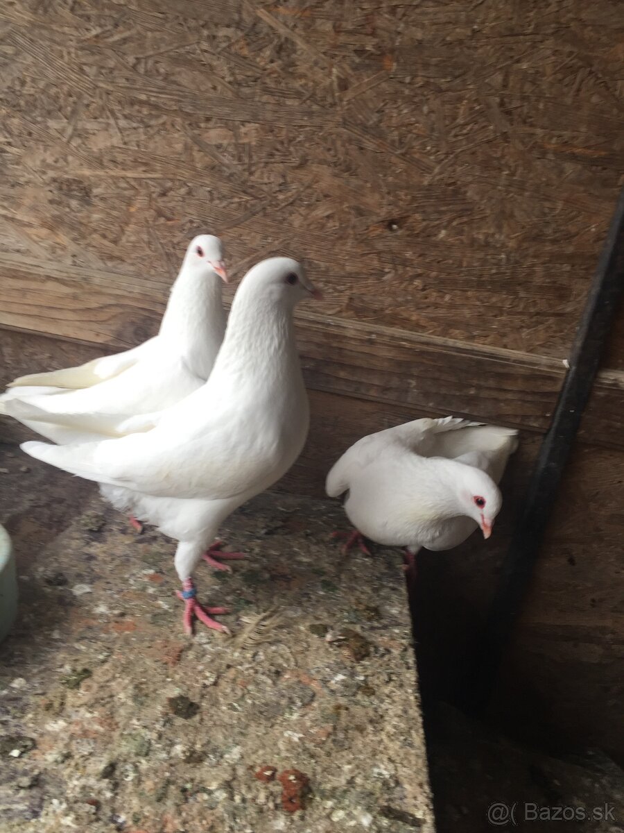 kalifornský holub - 3