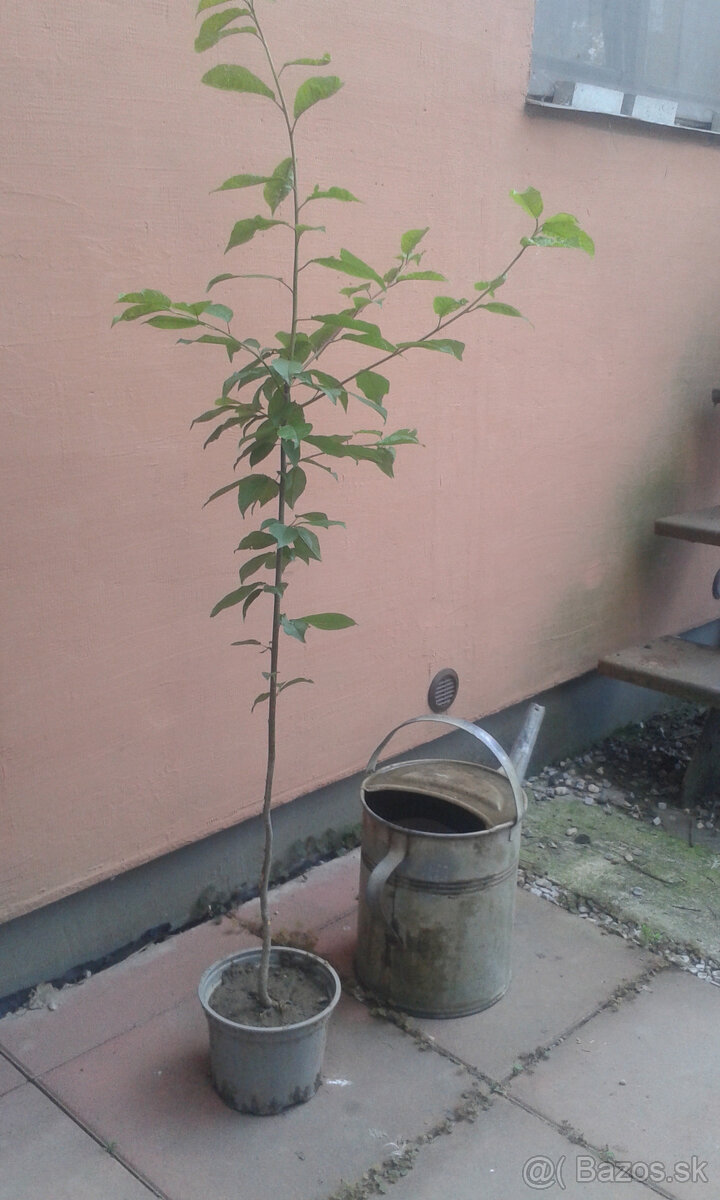 PRUNUS PADUS-májový strom - 3