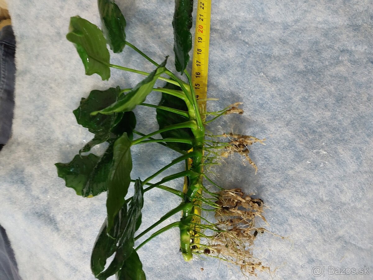 Mecun cierny,rastliny - 3