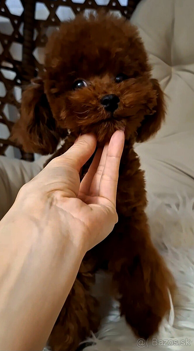 pudel teacup girl 6mes. 1.3kg - 3