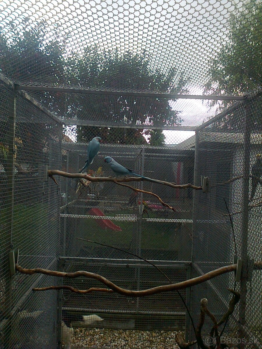 Alexander maly modry - 3