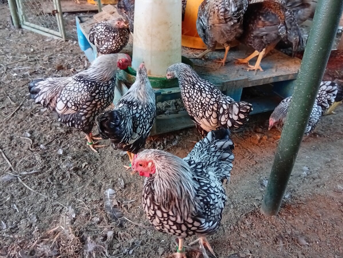 Wyandotkak zdrobnela - 3