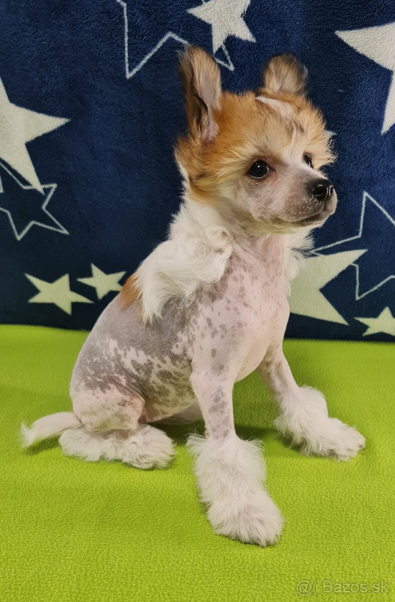 čínsky chocholatý pes - 3