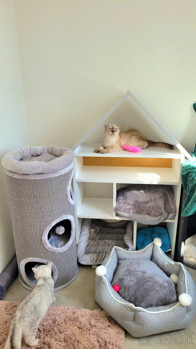 Škótske mačiatka s PP/F.TICA 27 - 3