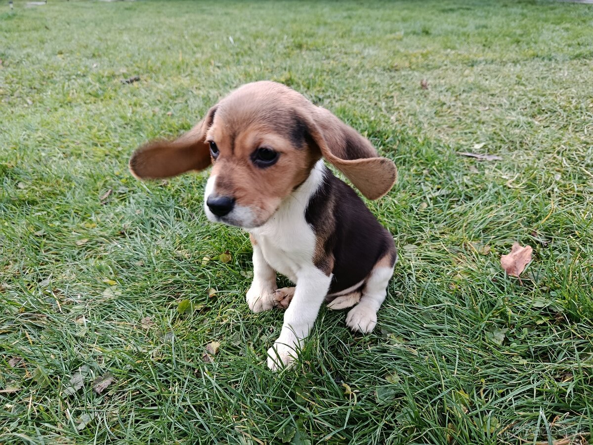 bígl, bígel, beagle - 3