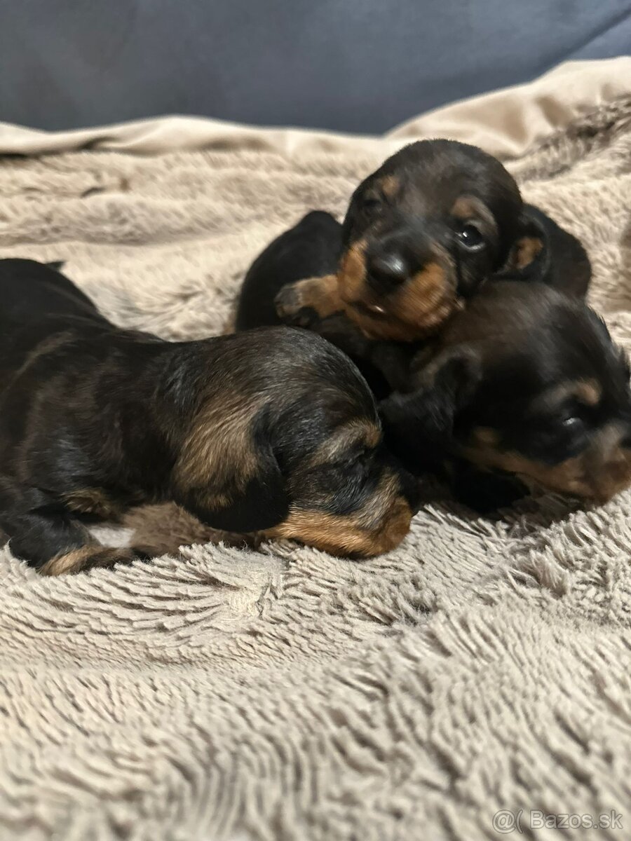 Jazvečík hrubosrstý trpasličí/králičí - 3