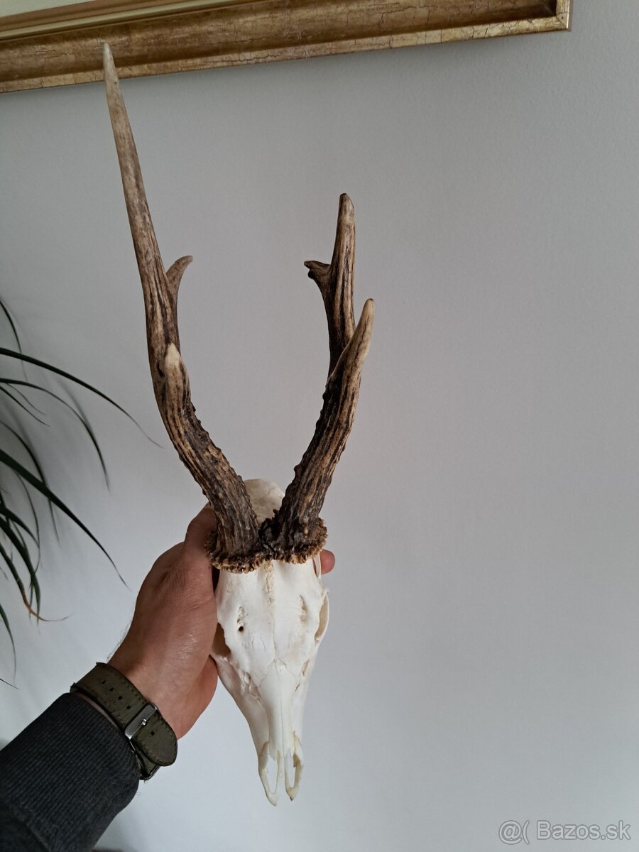 Srnec 500h parohy parozie - 3