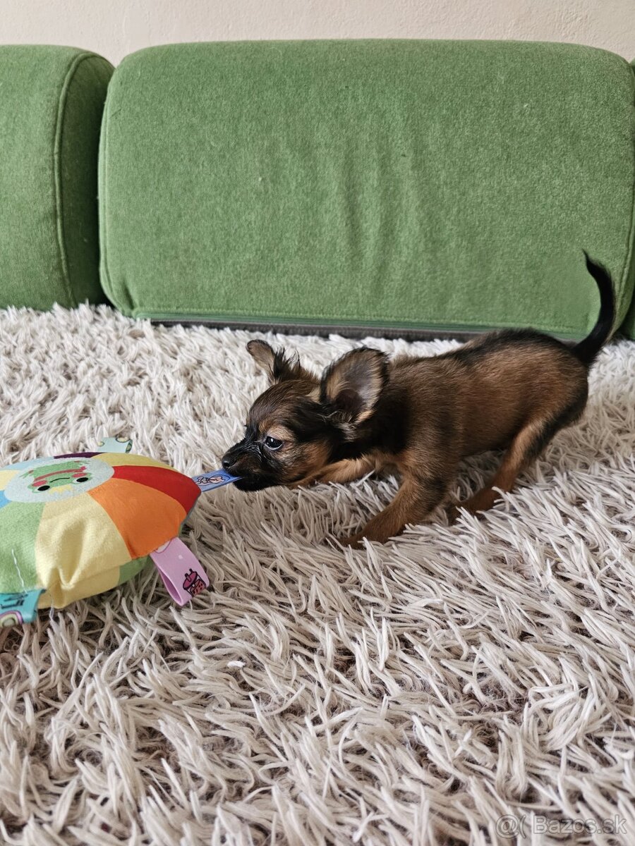 Ruský toy s PP v FCI - 3