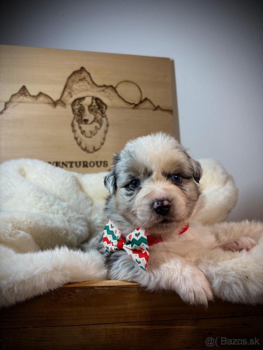 Austrálsky ovčiak s PP - 3