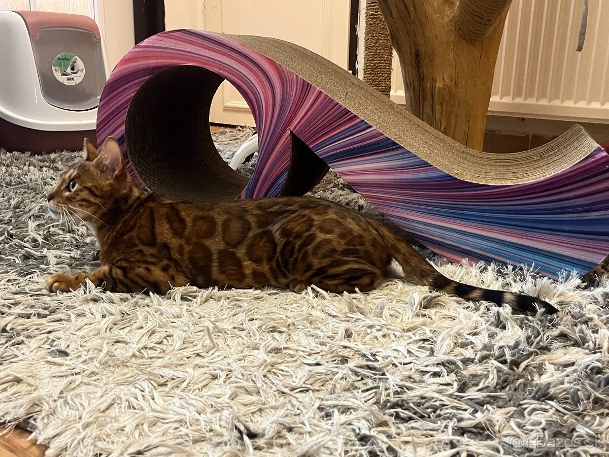 Bengalska mačka - 3