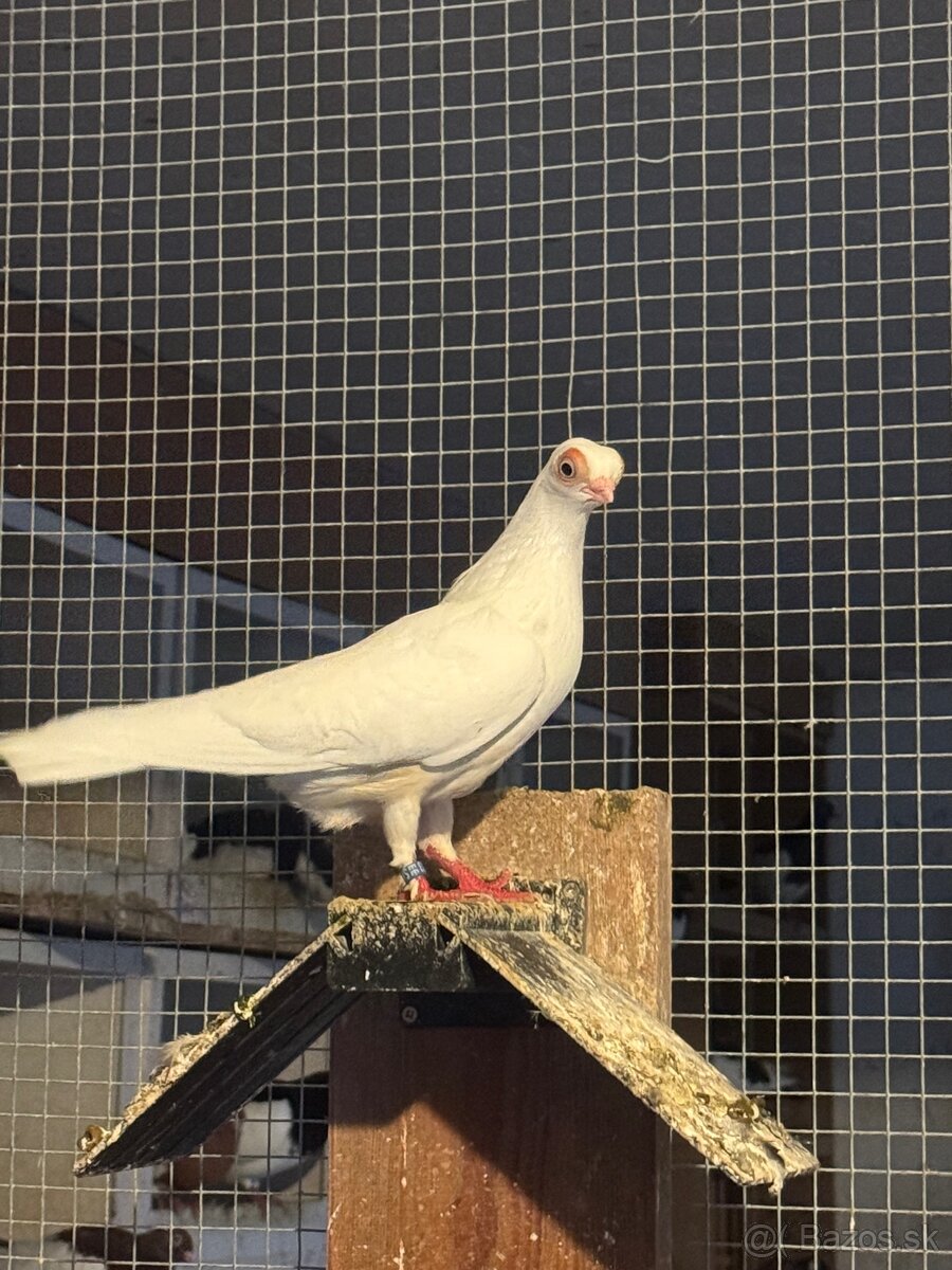 Budapeštiansky kratkozoby letun - 3