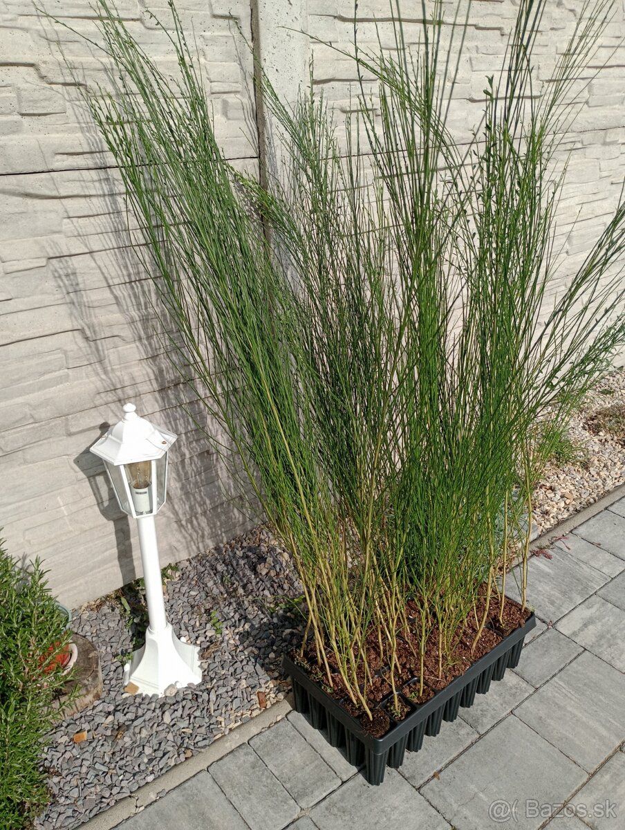 Prútnatec metlovitý - 3